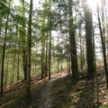 Koomer Ridge Trail